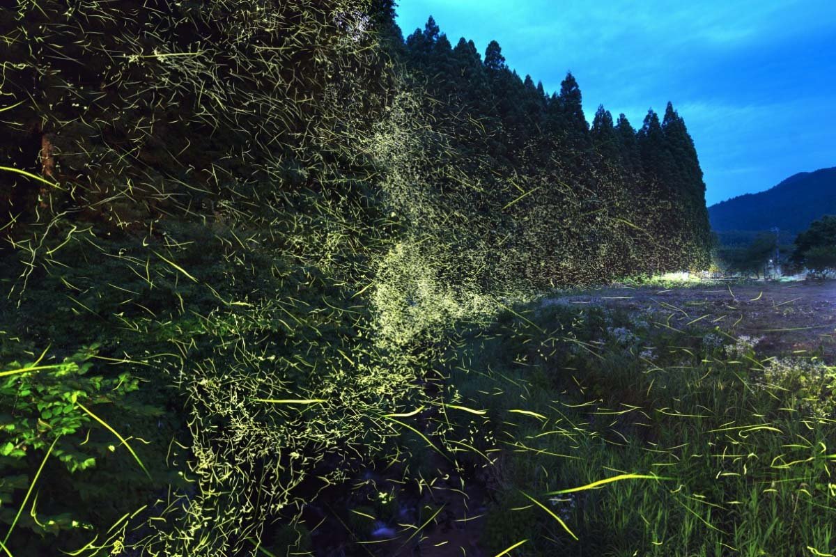 🌳 오마치 공원(오마치 코엔) 이미지 9